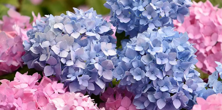 Hydrangea, bunga dengan bentuk bulat berenda dan warna yang memikat, telah memikat hati pencinta bunga di seluruh dunia. Keunikan bunga ini terletak pada kemampuannya untuk mengubah warna kelopaknya, beradaptasi dengan kondisi tanah dan pH-nya. Dari biru cerah yang menyegarkan hingga merah muda lembut yang romantis, warna hydrangea dapat diubah sesuai keinginan, membuatnya menjadi pilihan populer dalam dunia dekorasi dan taman. Artikel ini akan membahas lima fakta unik tentang hydrangea, mulai dari rahasia di balik perubahan warnanya hingga manfaatnya bagi kesehatan. Mari kita selami dunia menakjubkan hydrangea dan temukan keindahan dan misteri yang tersembunyi di balik kelopak-kelopaknya. 1. Misteri di Balik Perubahan Warna Hydrangea Hydrangea, dengan keindahannya yang memikat, telah lama memikat hati para pencinta bunga. Namun, bunga ini menyimpan rahasia yang lebih menarik daripada sekadar kecantikannya: kemampuannya untuk mengubah warna. Kelopak hydrangea, yang biasanya berwarna putih, mampu berubah menjadi biru, merah muda, bahkan ungu, tergantung pada kondisi tanah tempat bunga ini tumbuh. Fenomena ini membuat hydrangea menjadi bunga yang unik dan menjadi objek penelitian yang menarik bagi para ahli botani. Keasaman Tanah: Kunci Warna Hydrangea Rahasia di balik perubahan warna hydrangea terletak pada keasaman atau pH tanah tempat bunga ini tumbuh. Hydrangea memiliki kemampuan unik untuk menyerap aluminium dari tanah dan menggunakannya untuk menghasilkan pigmen warna pada kelopaknya. Ketika tanah bersifat asam (pH rendah), aluminium lebih mudah terserap oleh akar hydrangea. Aluminium yang terserap kemudian diubah menjadi senyawa yang disebut "delphinidin", pigmen yang memberikan warna biru pada kelopak. Sebaliknya, tanah yang bersifat basa (pH tinggi) akan mengikat aluminium, membuatnya sulit diserap oleh hydrangea. Tanpa adanya aluminium, hydrangea akan menghasilkan pigmen "cyanidin" yang memberikan warna merah muda atau ungu pada kelopaknya. Bagaimana Mengatur Warna Hydrangea Memahami hubungan antara pH tanah dan warna hydrangea memungkinkan kita untuk mengendalikan warna bunga ini. Untuk mendapatkan hydrangea biru, kita perlu membuat tanah menjadi lebih asam. Hal ini dapat dilakukan dengan menambahkan bahan organik seperti kompos, gambut, atau belerang. Sebaliknya, untuk mendapatkan hydrangea merah muda atau ungu, kita perlu menaikkan pH tanah dengan menambahkan kapur dolomit atau abu kayu. Faktor Lain yang Mempengaruhi Warna Hydrangea Selain pH tanah, faktor lain yang dapat mempengaruhi warna hydrangea meliputi: Varietas hydrangea: Beberapa varietas hydrangea secara genetik cenderung menghasilkan warna tertentu. Misalnya, hydrangea 'Endless Summer' cenderung menghasilkan warna biru, sedangkan hydrangea 'Annabelle' cenderung berwarna putih. Ketersediaan Aluminium: Meskipun tanah bersifat asam, ketersediaan aluminium dalam tanah juga dapat memengaruhi warna hydrangea. Tanah yang kaya aluminium akan menghasilkan warna biru yang lebih pekat. Cahaya matahari: Paparan sinar matahari juga dapat memengaruhi warna hydrangea. Hydrangea yang terpapar sinar matahari penuh cenderung berwarna lebih merah muda atau ungu, sedangkan hydrangea yang tumbuh di tempat teduh cenderung berwarna biru. Kejutan Warna Hydrangea Perubahan warna hydrangea bukanlah proses instan. Butuh waktu beberapa minggu hingga beberapa bulan bagi hydrangea untuk mengubah warnanya. Proses perubahan warna ini juga dipengaruhi oleh umur bunga dan kondisi lingkungan. Memahami faktor-faktor yang memengaruhi warna hydrangea memungkinkan kita untuk menciptakan taman yang penuh warna dengan kombinasi hydrangea yang beragam. Dari biru cerah yang menyegarkan hingga merah muda lembut yang romantis, hydrangea memberikan kesempatan bagi kita untuk mengekspresikan kreativitas kita dalam menata taman. 2. Hydrangea, Bunga dengan Makna Mendalam Hydrangea, dengan keindahannya yang memikat, tidak hanya dihargai karena kecantikan fisiknya tetapi juga karena makna simbolis yang melekat padanya. Di berbagai budaya, hydrangea memiliki makna yang beragam, mencerminkan nilai-nilai dan perasaan manusia. Simbol Cinta dan Keberuntungan Di Jepang, hydrangea dikaitkan dengan cinta dan keberuntungan. Bunga ini sering digunakan dalam dekorasi pernikahan dan dianggap membawa keberuntungan bagi pasangan yang baru menikah. Warna biru hydrangea melambangkan keharmonisan dan kesetiaan, sedangkan warna merah muda melambangkan cinta dan kasih sayang. Ungkapan Rasa Syukur dan Kegembiraan Di Amerika Serikat dan Eropa, hydrangea sering dikaitkan dengan rasa syukur dan kegembiraan. Bunga ini sering diberikan sebagai hadiah untuk menyatakan rasa terima kasih dan penghargaan. Hydrangea juga dianggap sebagai simbol dari awal yang baru dan harapan. Makna Lain dari Hydrangea Selain makna yang umum, hydrangea juga memiliki makna lain tergantung pada warnanya: Hydrangea putih: Keanggunan, kesederhanaan, dan kepolosan. Hydrangea biru: Ketenangan, kedamaian, dan kesetiaan. Hydrangea merah muda: Cinta, kasih sayang, dan rasa syukur. Hydrangea ungu: Kemewahan, misteri, dan keagungan. Hydrangea dalam Seni dan Sastra Hydrangea telah menjadi inspirasi bagi seniman dan penulis di seluruh dunia. Bunga ini sering muncul dalam lukisan, syair, dan prosa, melambangkan keindahan, keanggunan, dan makna mendalam. Hydrangea: Lebih dari Sekadar Bunga Hydrangea lebih dari sekadar bunga yang cantik. Bunga ini memiliki makna simbolis yang kuat, mencerminkan nilai-nilai yang dihargai oleh berbagai budaya. Ketika Anda melihat bunga hydrangea, ingatlah bahwa bunga ini membawa pesan cinta, keberuntungan, rasa syukur, dan harapan. 3. Keindahan Hydrangea: Lebih Dari Sekadar Kelopak Berenda Hydrangea, bunga dengan bentuk bulat berenda dan warna yang memikat, telah memikat hati pencinta bunga di seluruh dunia. Keunikan bunga ini terletak pada kemampuannya untuk mengubah warna kelopaknya, beradaptasi dengan kondisi tanah dan pH-nya. Dari biru cerah yang menyegarkan hingga merah muda lembut yang romantis, warna hydrangea dapat diubah sesuai keinginan, membuatnya menjadi pilihan populer dalam dunia dekorasi dan taman. Bentuk dan Struktur Bunga Hydrangea Bunga hydrangea terdiri dari banyak kelopak kecil yang tersusun dalam bentuk bulat, menyerupai bola atau payung. Kelopak-kelopak ini sebenarnya adalah bracts, yaitu daun yang dimodifikasi yang berfungsi untuk menarik perhatian penyerbuk. Bunga-bunga sejati hydrangea kecil dan tidak mencolok, terletak di tengah-tengah bracts. Jenis-Jenis Bunga Hydrangea Terdapat berbagai jenis hydrangea, masing-masing dengan karakteristik dan bentuk bunga yang unik. Beberapa jenis hydrangea yang populer antara lain: Hydrangea macrophylla: Jenis hydrangea ini memiliki bunga yang besar dan berenda, dengan warna yang beragam, mulai dari biru, merah muda, hingga ungu. Hydrangea paniculata: Jenis hydrangea ini memiliki bunga berbentuk kerucut atau piramida, dengan warna yang cenderung putih, merah muda, atau hijau. Hydrangea arborescens: Jenis hydrangea ini memiliki bunga berbentuk bulat dan berwarna putih, meskipun beberapa varietas memiliki warna pink atau biru. Hydrangea quercifolia: Jenis hydrangea ini memiliki daun berbentuk seperti daun oak, dengan bunga berbentuk kerucut dan berwarna putih. Keindahan Hydrangea di Taman Hydrangea merupakan tanaman yang mudah dirawat dan dapat tumbuh subur di berbagai kondisi. Bunga ini dapat ditanam di pot atau langsung di tanah, dan dapat menjadi pusat perhatian dalam taman atau halaman. Hydrangea Sebagai Bunga Potong Selain digunakan sebagai tanaman hias, hydrangea juga populer sebagai bunga potong. Bunga hydrangea yang tahan lama dan bentuknya yang unik membuat bunga ini menjadi pilihan yang ideal untuk dekorasi ruangan, karangan bunga, dan dekorasi pernikahan. Keindahan Hydrangea yang Memikat Hati Hydrangea, dengan bentuknya yang unik, warnanya yang beragam, dan sifatnya yang mudah dirawat, telah menjadi pilihan populer di dunia desain taman dan dekorasi. Bunga ini memberikan keindahan yang memikat hati dan keceriaan bagi siapa pun yang melihatnya. 4. Manfaat Hydrangea untuk Kesehatan Hydrangea, selain keindahannya yang memikat, juga memiliki manfaat kesehatan yang tak terduga. Bagian tertentu dari tanaman ini mengandung senyawa aktif yang telah terbukti memiliki efek positif pada tubuh manusia. Hydrangea Sebagai Sumber Antioksidan Hydrangea mengandung antioksidan, senyawa yang membantu melindungi tubuh dari kerusakan akibat radikal bebas. Radikal bebas merupakan molekul tidak stabil yang dapat merusak sel dan menyebabkan berbagai penyakit, termasuk penyakit jantung, kanker, dan penuaan dini. Efek Anti-inflamasi Hydrangea Beberapa penelitian menunjukkan bahwa hydrangea memiliki efek anti-inflamasi. Senyawa aktif dalam hydrangea dapat membantu meredakan peradangan, yang merupakan penyebab utama berbagai penyakit kronis. Hydrangea untuk Kesehatan Ginjal Hydrangea telah digunakan secara tradisional untuk mengobati penyakit ginjal. Senyawa aktif dalam hydrangea membantu membersihkan ginjal dari racun dan meningkatkan fungsi ginjal. Hidrangea untuk Kesehatan Kulit Ekstrak hydrangea dapat digunakan dalam produk perawatan kulit untuk membantu mengatasi peradangan, mengurangi jerawat, dan meningkatkan kesehatan kulit. Perhatian dalam Menggunakan Hydrangea untuk Kesehatan Meskipun hydrangea memiliki manfaat kesehatan, penting untuk menggunakannya dengan bijak. Hydrangea dapat menyebabkan reaksi alergi pada beberapa orang. Konsultasikan dengan dokter sebelum menggunakan hydrangea untuk tujuan medis. Hidrangea: Keindahan dan Kesehatan dalam Satu Paket Hydrangea, selain keindahannya yang memikat, juga memiliki manfaat kesehatan yang tak terduga. Bunga ini mengandung antioksidan, memiliki efek anti-inflamasi, dan dapat membantu menjaga kesehatan ginjal dan kulit. Dengan menggunakan hydrangea dengan bijak, kita dapat menikmati keindahan dan manfaat kesehatan dari bunga ini. 5. Menanam Hydrangea: Panduan untuk Pemula Hydrangea, dengan keindahannya yang memikat, menjadi pilihan populer di dunia desain taman dan dekorasi. Menanam hydrangea sendiri di rumah dapat menjadi pengalaman yang menyenangkan dan bermanfaat. Artikel ini akan memberikan panduan bagi pemula untuk menanam hydrangea yang sehat dan indah. Memilih Lokasi yang Tepat Hydrangea menyukai lokasi yang teduh sebagian, terutama di daerah dengan iklim panas. Mereka dapat tumbuh di bawah sinar matahari penuh, tetapi lebih baik jika mereka mendapatkan sinar matahari langsung hanya pada pagi hari. Pastikan lokasi yang Anda pilih memiliki drainase yang baik, karena hydrangea tidak menyukai tanah yang tergenang air. Mempersiapkan Tanah Hydrangea menyukai tanah yang asam dengan pH antara 5,5 dan 6,5. Jika tanah di halaman Anda bersifat basa, Anda dapat menambahkan bahan organik seperti gambut atau kompos untuk menurunkan pH tanah. Anda juga dapat menggunakan pupuk khusus hydrangea yang dirancang untuk meningkatkan keasaman tanah. Menanam Hydrangea Gali lubang tanam yang lebih besar daripada akar hydrangea. Letakkan hydrangea di lubang tanam dan isi dengan tanah. Pastikan akar hydrangea terkubur dengan baik dan tanah di sekitar akar padat. Setelah menanam, sirami hydrangea secara menyeluruh. Merawat Hydrangea Penyiraman: Hydrangea membutuhkan penyiraman secara teratur, terutama pada bulan-bulan kering. Siram hydrangea hingga tanahnya lembap, tetapi jangan sampai tergenang air. Pemupukan: Pupuk hydrangea secara teratur selama musim tanam, menggunakan pupuk khusus hydrangea yang dirancang untuk meningkatkan keasaman tanah. Pemangkasan: Pangkas hydrangea setelah berbunga, untuk mendorong pertumbuhan baru dan memaksimalkan jumlah bunga pada tahun berikutnya. Perlindungan dari Hama dan Penyakit: Hydrangea relatif tahan terhadap hama dan penyakit, tetapi tetap waspadai terhadap serangan kutu daun, ulat, dan jamur. Menikmati Keindahan Hydrangea Dengan perawatan yang tepat, hydrangea akan tumbuh subur dan memberikan keindahan yang memikat di taman Anda. Nikmati warna-warna indah hydrangea dan ciptakan taman yang penuh warna dan kehidupan. Kesimpulan Hydrangea, bunga dengan bentuk bulat berenda dan warna yang memikat, menawarkan lebih dari sekadar keindahan visual. Kemampuannya untuk mengubah warna berdasarkan pH tanah, makna simbolis yang mendalam, dan manfaat kesehatan yang tak terduga menjadikan hydrangea sebagai bunga yang unik dan menarik. Menanam hydrangea sendiri di rumah dapat menjadi pengalaman yang menyenangkan dan bermanfaat. Dengan memilih lokasi yang tepat, mempersiapkan tanah, dan merawat hydrangea dengan baik, Anda dapat menikmati keindahan dan manfaat bunga ini di taman Anda.