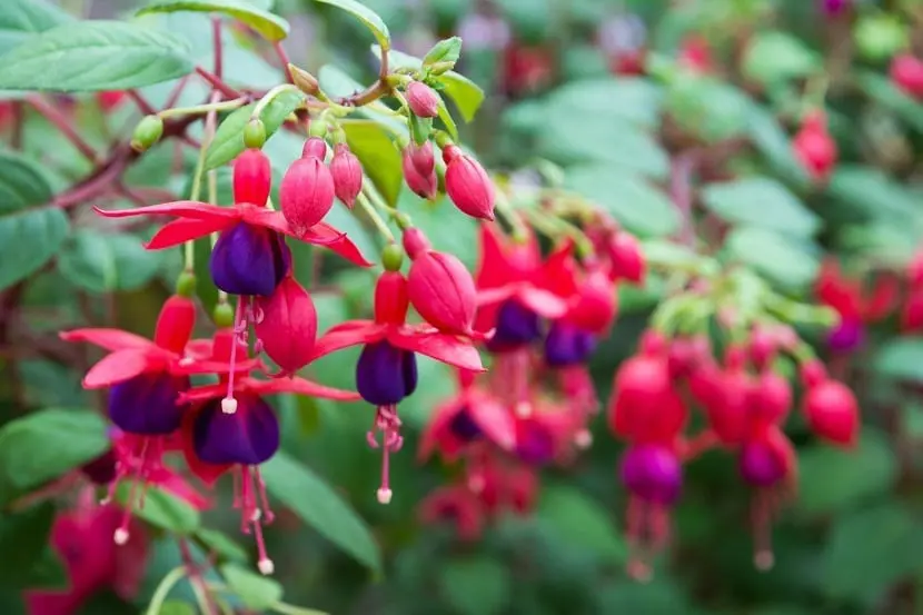 Beberapa Fakta Tentang Bunga Anting Ratu (Fuchsia hybrida)