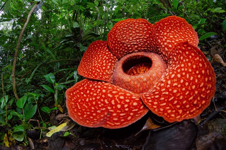 Bunga Rafflesia arnoldii, Bunga Langka Sebagai Salah Satu Ikon Bengkulu