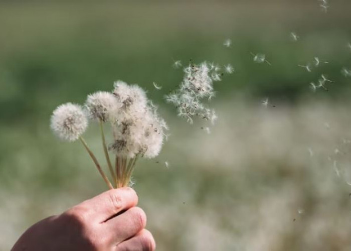 Bunga Dandelion: Makna, Manfaat dan Fakta Uniknya