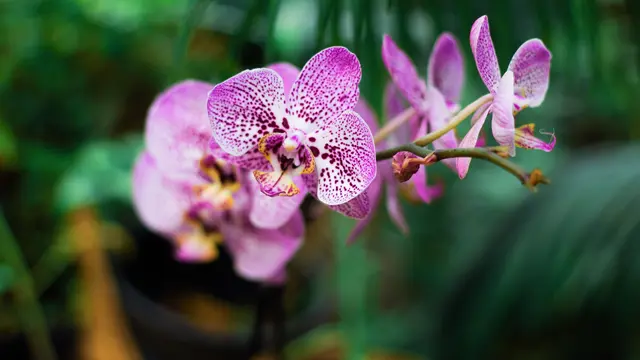 4 Jenis Anggrek dengan Bunga Cantik, Banyak yang Tumbuh di Indonesia