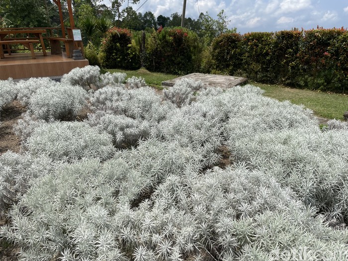 Fakta Unik Bunga Edelweiss Simbol Cinta Sejati, Ternyata Tak Boleh Dipetik!