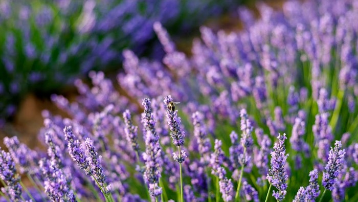 Mengenal Bunga Lavender, Tanaman Hias yang Indah dan Kaya Manfaat